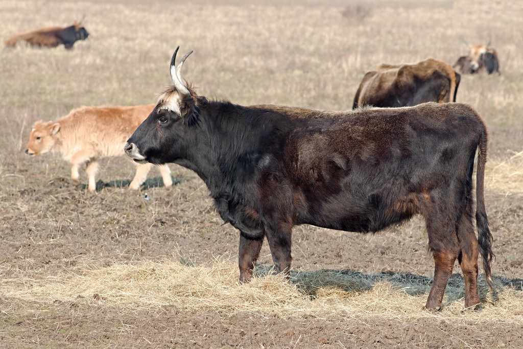 hellegatsplaten natuurgebied natuur staatsbosbeheer goeree overflakkee heckrunderen hdr fjordenpaarden vogelkijkhut